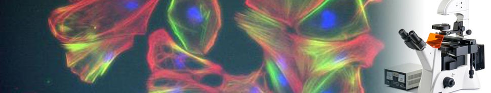 擺動(dòng)電磁鐵定制